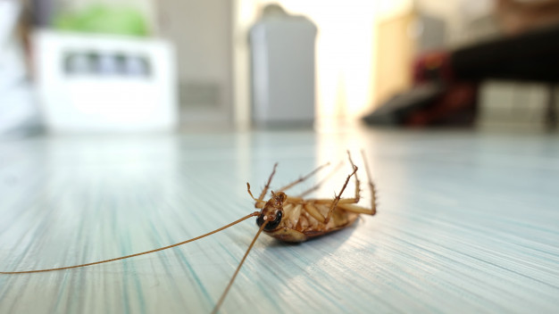 cockroach cleaning